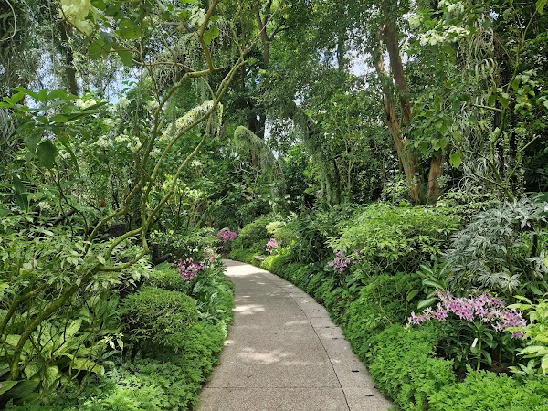Singapore Botanic Gardens 4