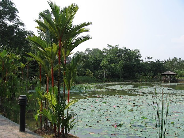 Singapore Botanic Gardens 2