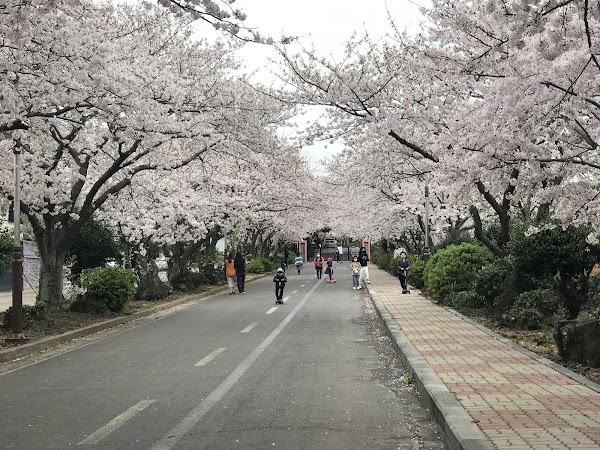 Jeju Uni Cherry Blossom Road