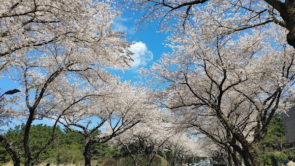 Jeju Uni Cherry Blossom Road 5