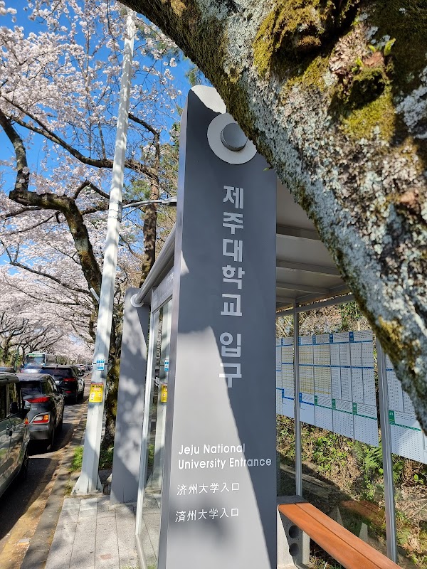 Jeju Uni Cherry Blossom Road 4