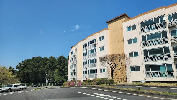 Jeju Uni Cherry Blossom Road 3