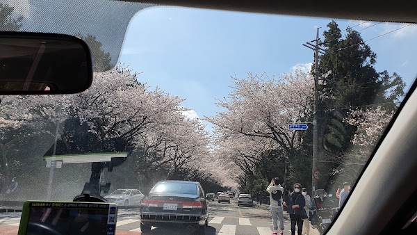 Jeju Uni Cherry Blossom Road 2