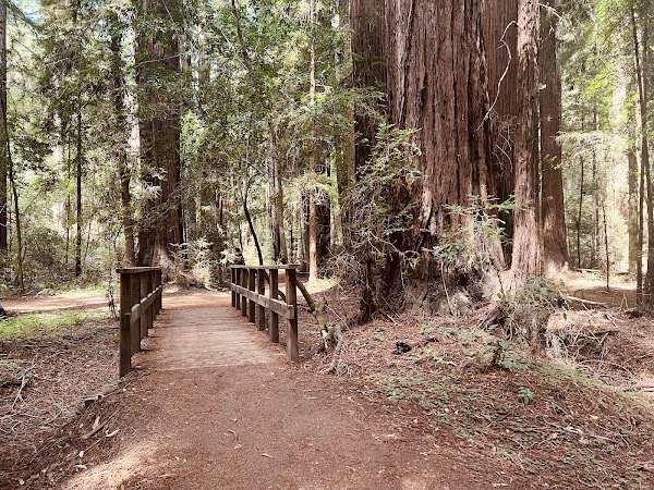 Hendy Woods State Park 5