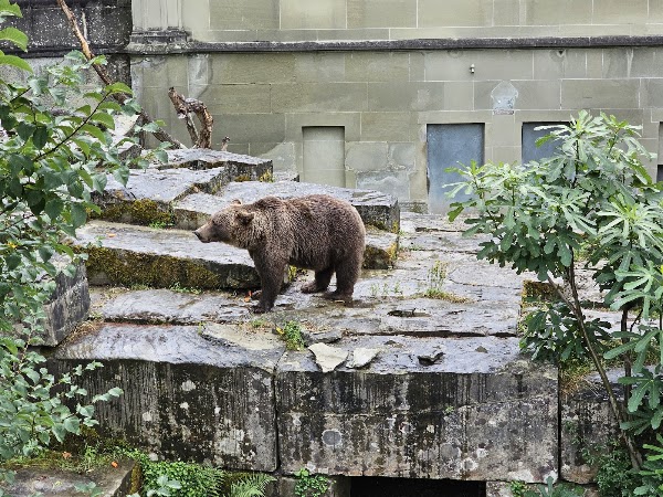 Bear Pit 5