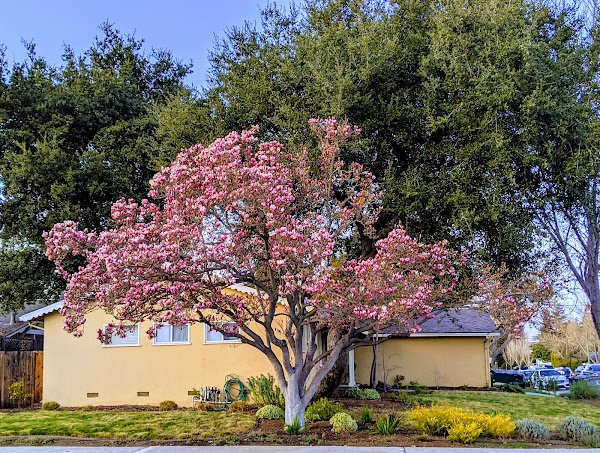 Cuesta Park 5