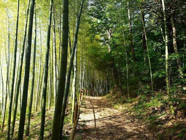 Geoje Maengjongjuk Theme Park 4