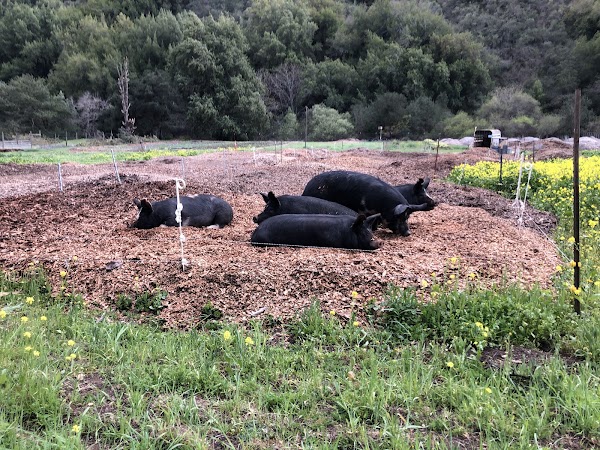 Artemas Ginzton Pathway