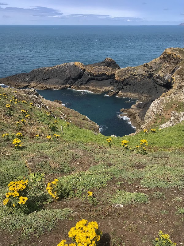 Skomer Island 2