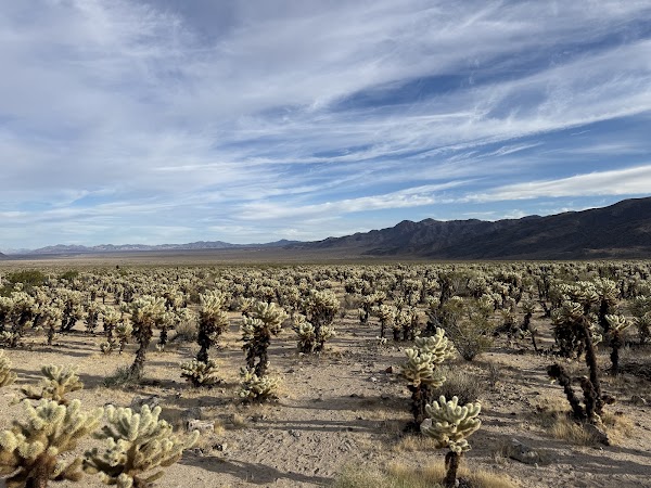 Joshua Tree National Park Visitor Center 4