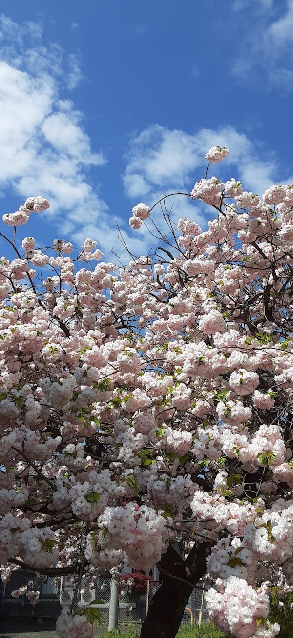 Japan 15