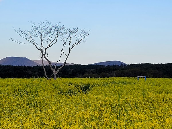 Canola Field 1