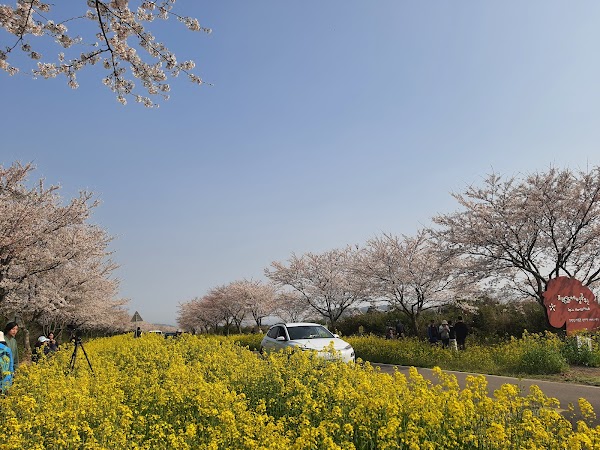 Canola Field 5