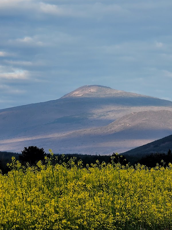 Canola Field 4