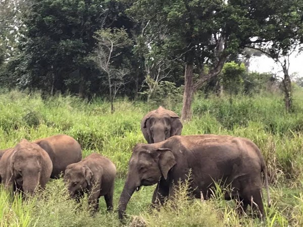 Habarana Elephant Safari