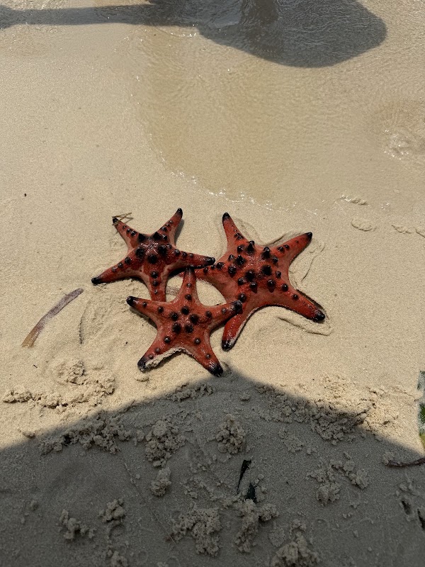 Starfish Beach