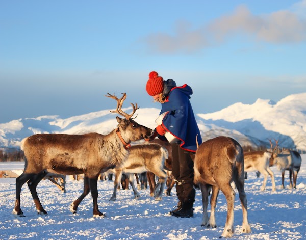 Tromsø Arctic Reindeer 1