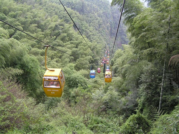 Shunan Bamboo Sea 4