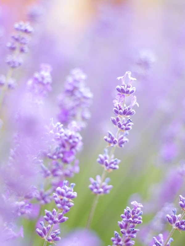 Wānaka Lavender Farm