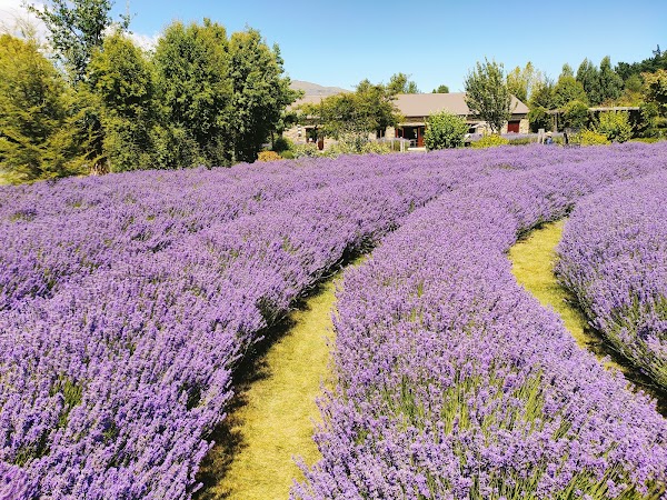 Wānaka Lavender Farm 5