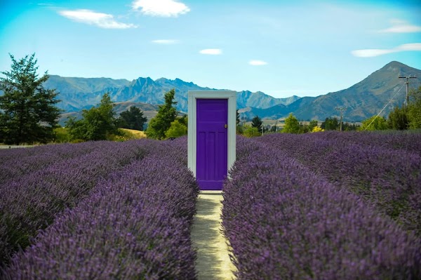 Wānaka Lavender Farm 4