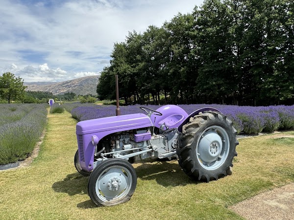 Wānaka Lavender Farm 3