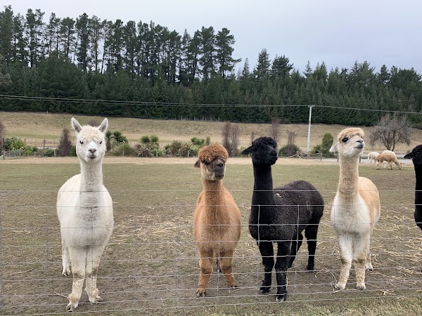 Wānaka Lavender Farm 2