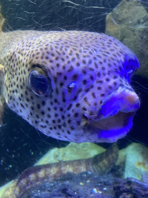MOGURANPIA 5