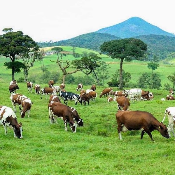 Sri Lanka 9