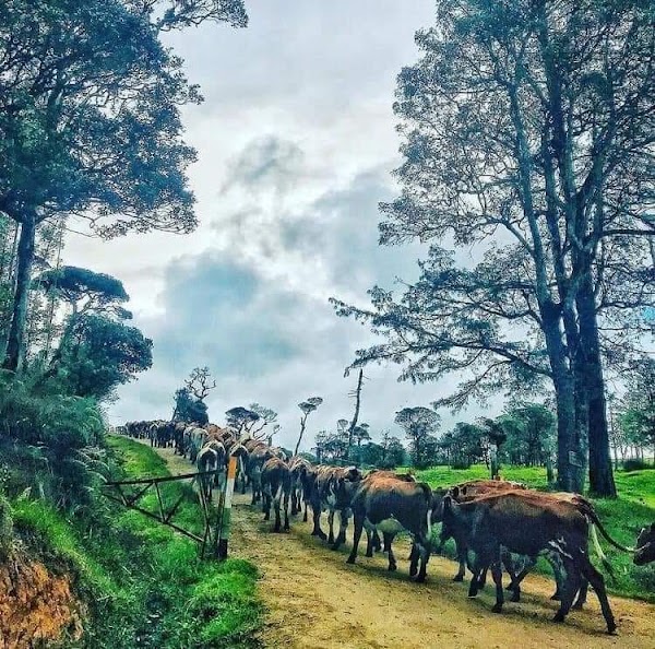 Ambewela 4