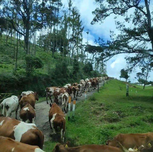 Ambewela 2