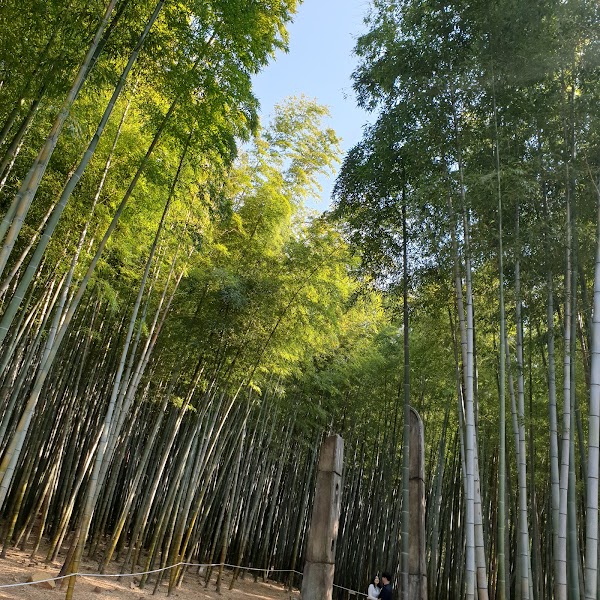아홉산숲 2
