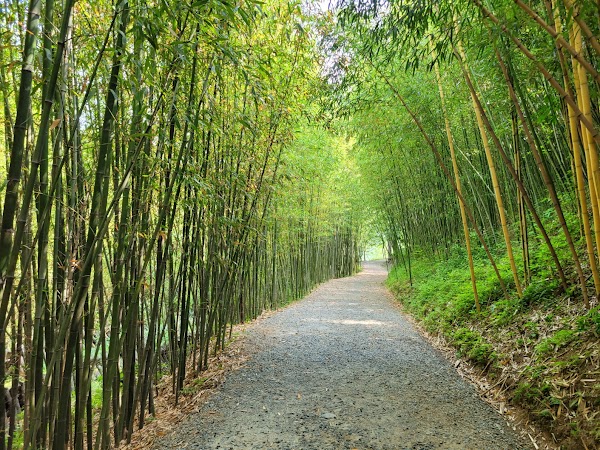 아홉산숲 5