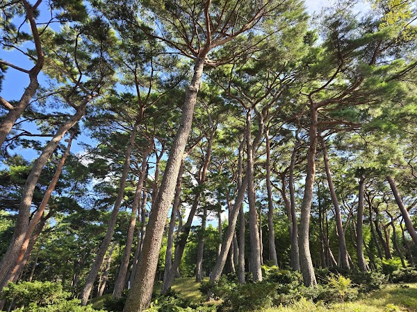 아홉산숲 3