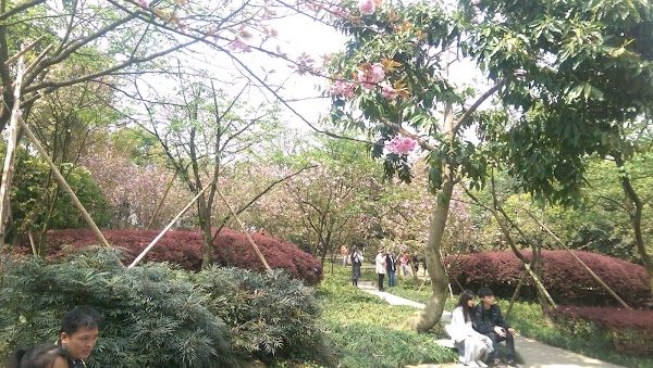Chongqing South Mountain Botanical Garden 1