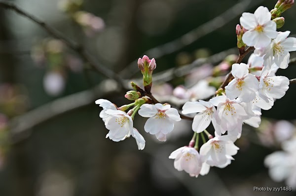 Chongqing South Mountain Botanical Garden 4