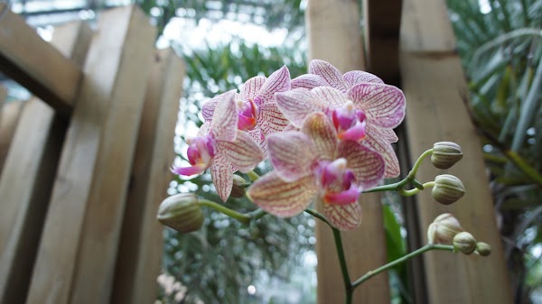 Chongqing South Mountain Botanical Garden 3