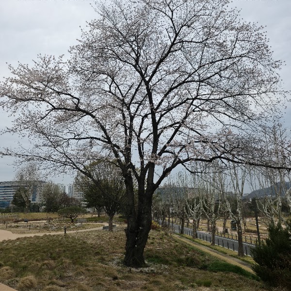 Yongsan Park 5