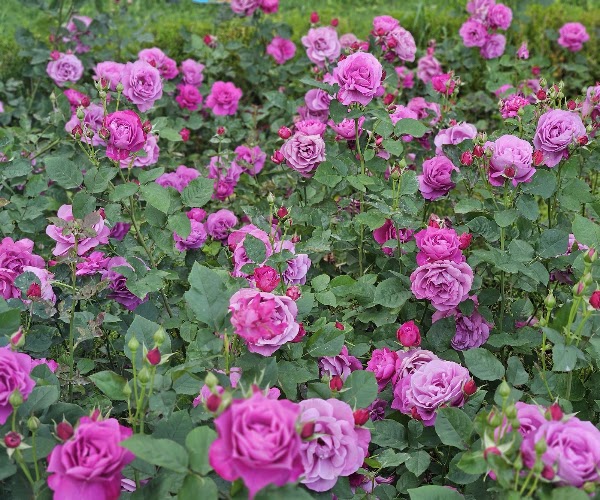 Yongsan Park 2
