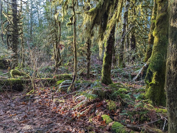 Taylor Arm Provincial Park 4