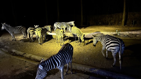 Chiang Mai Night Safari 2