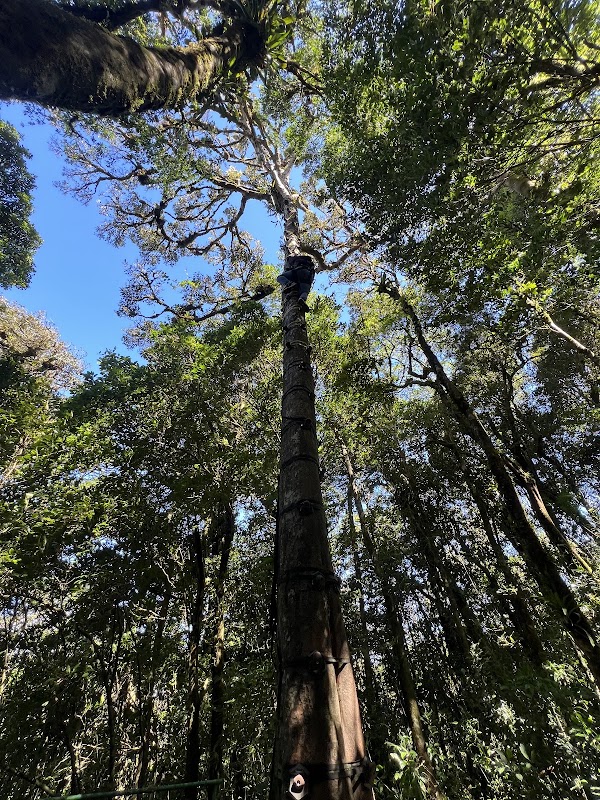 Treetopia Park 3