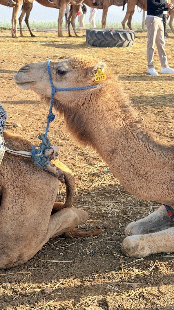Agafay Desert 3