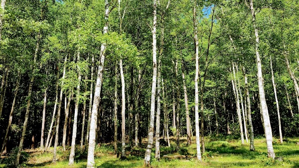 Takasome Campground 4
