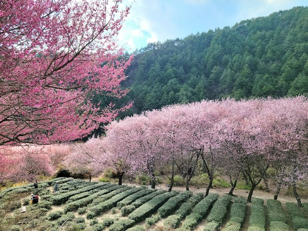 Wuling Farm