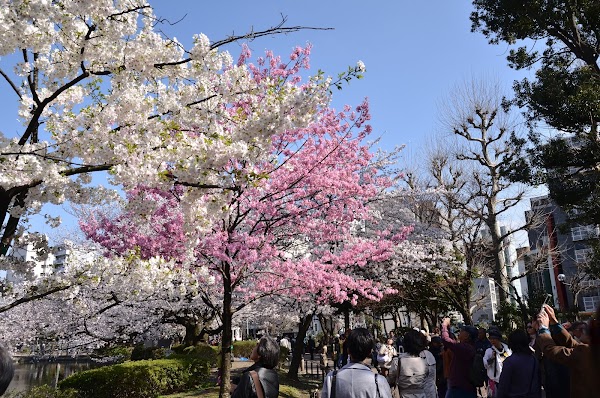 Ueno Park 4