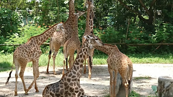 Shenzhen Safari Park 2