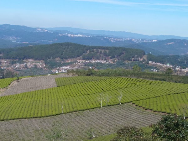 Cau Dat tea hill