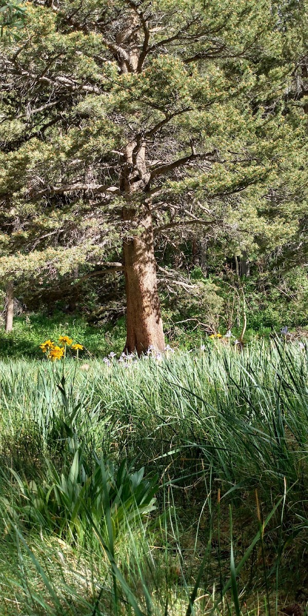 North Lake Campground 5