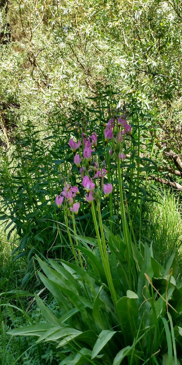North Lake Campground 3